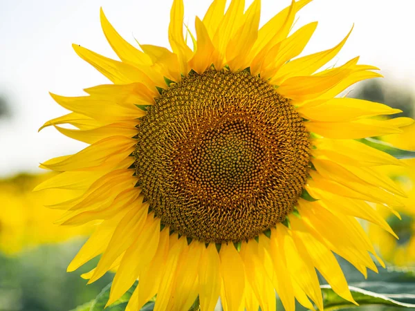 Een Closeup Van Een Zonnebloem Hoofd Wazige Achtergrond — Stockfoto