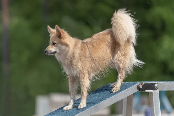 Isländsk Fårhund Som Springer Bommen Agilitetsträning — Stockfoto