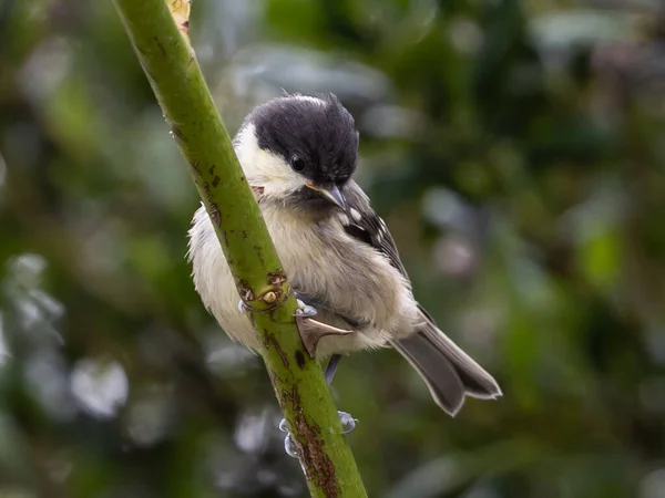 Cute Bird Branch Tree — Stock Photo, Image