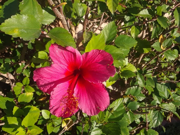 Zbliżenie Różowego Kwiatu Hibiskusa Otoczonego Zielonymi Liśćmi Podczas Dnia — Zdjęcie stockowe