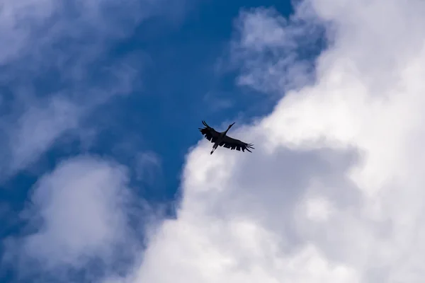 Cliché Angle Bas Canard Roux Volant Contre Ciel Nuageux — Photo