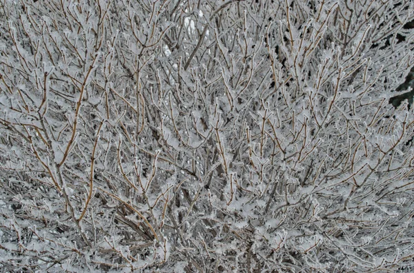 Primer Plano Árbol Cubierto Nieve Invierno —  Fotos de Stock