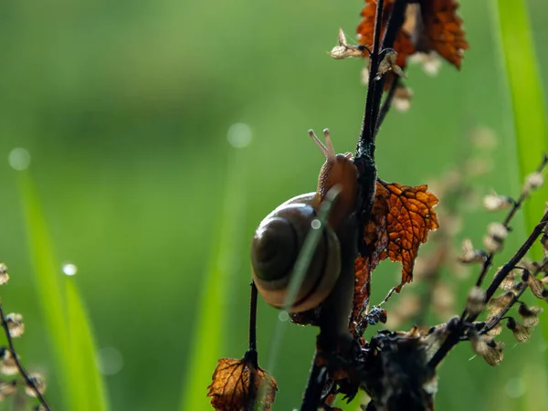 Detailní Záběr Hnědého Šneka Plazícího Větvi Stromu — Stock fotografie