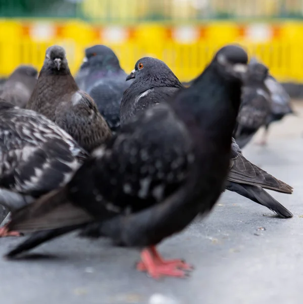 Sokakta Bir Grup Siyah Güvercin — Stok fotoğraf