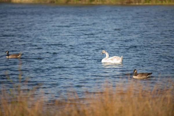 Ein Höckerschwan Und Kanadagänse Auf Einem See — Stockfoto