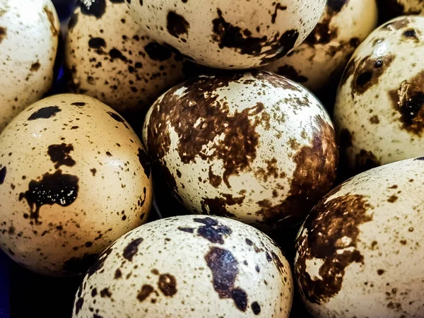 Photo Japanese Quail Eggs — Stock Photo, Image