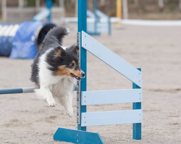 Chien Berger Des Shetland Saute Par Dessus Obstacle Agilité — Photo