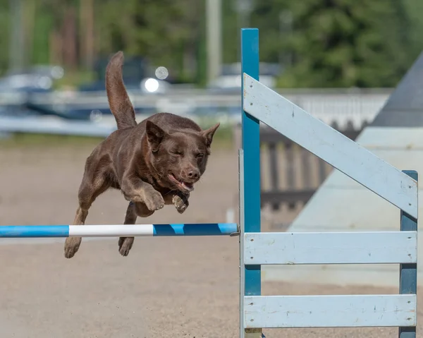 Australiano Kelpie Salta Oltre Ostacolo Agilità — Foto Stock