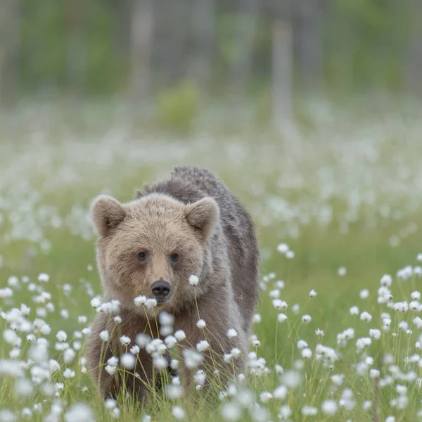 一只年轻的棕熊 乌苏阿卡 在棉花草坪中央的一个芬兰沼泽上行走 — 图库照片