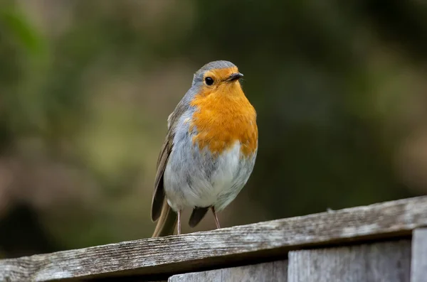 ヨーロッパのロビンの鳥の選択的な焦点のショットは 木材に付着しました — ストック写真