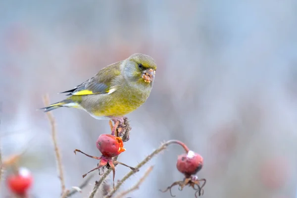 European Greenfinch Carduelis Chloris Frozen Rosehip Seeds — Stock Photo, Image