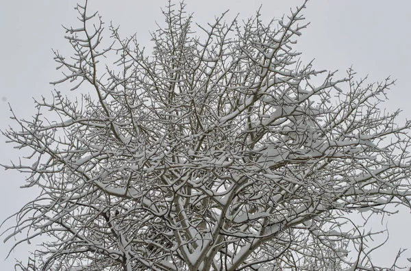 Närbild Bild Ett Träd Täckt Med Snö Vintern — Stockfoto