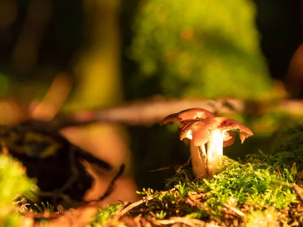 Ένα Κοντινό Πλάνο Μανιταριών Boletus Στο Έδαφος Του Δάσους Βρύων — Φωτογραφία Αρχείου