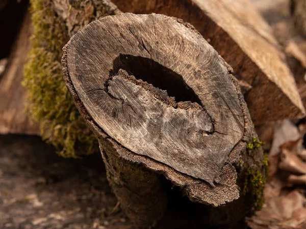 森林里一株长满苔藓的老树桩的特写镜头 — 图库照片