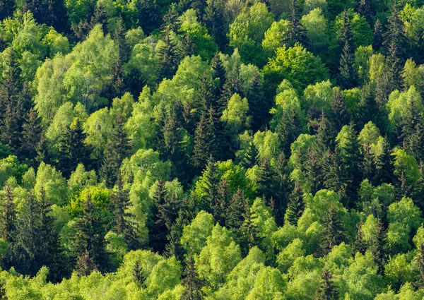 Vue Grand Angle Paysage Avec Une Forêt Mixte Printemps — Photo