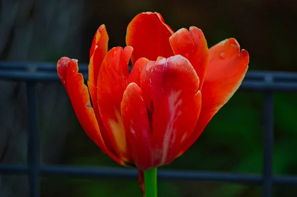 Close Uma Tulipa Vermelha Com Fundo Borrado — Fotografia de Stock