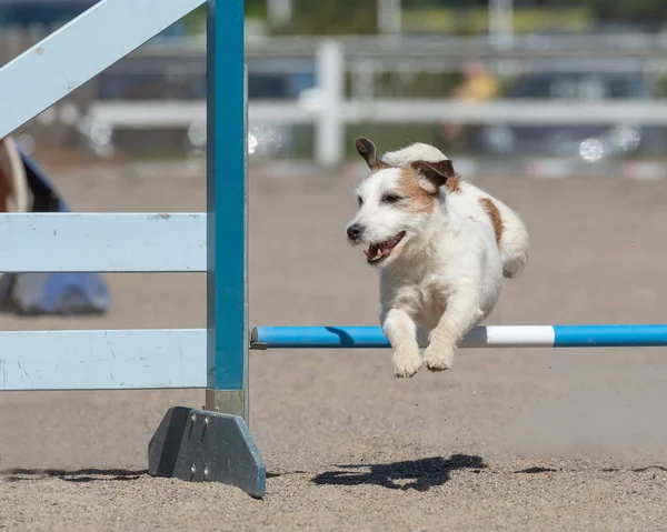 Jack Russell Terrier Salta Oltre Ostacolo Agilità — Foto Stock