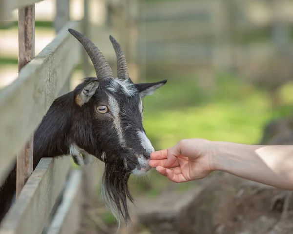 Una Mujer Alimentando Una Cabra Zoológico Mascotas — Foto de Stock