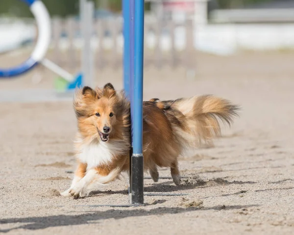 Cane Pastore Delle Shetland Che Slalom Sul Corso Agilità Del — Foto Stock