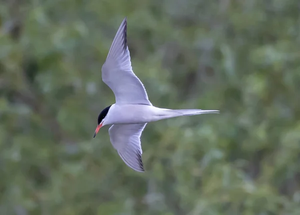 Uçuş Sırasında Bir Arktik Tern Kuşu — Stok fotoğraf