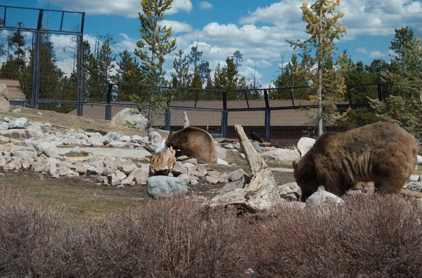 Deux Ours Dans Zoo Hiver Pendant Journée — Photo
