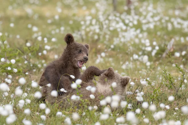 Due Cuccioli Orso Bruno Che Giocano Nel Mezzo Dell Erba — Foto Stock