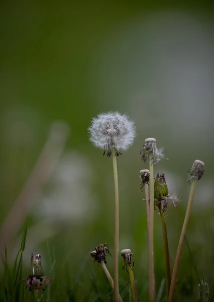 Plan Vertical Sélectif Grand Pissenlit Blanc Duveteux Entouré Bourgeons Dans — Photo