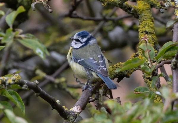 Selective Focus Shot Fat Blue Tit Bird Standing Mossy Tree — Stok fotoğraf