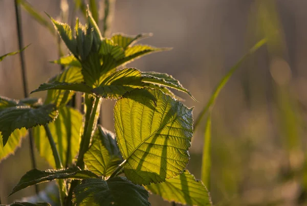 一种美丽的绿色植物的特写 它的大叶在日落时在阳光下闪闪发光 — 图库照片