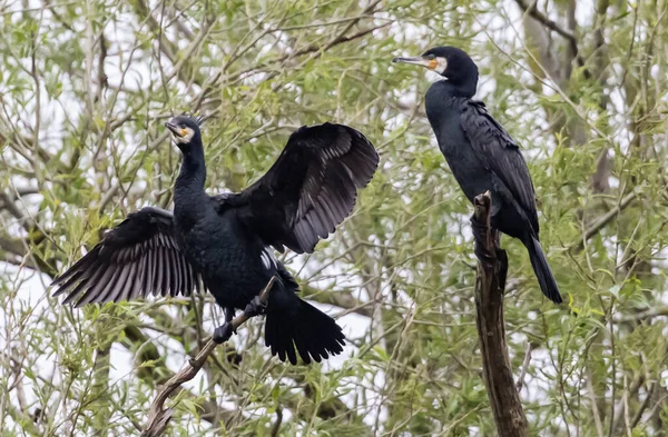 Ein Paar Großer Schwarzer Kormoranvögel Steht Mit Ausgebreiteten Flügeln Auf — Stockfoto