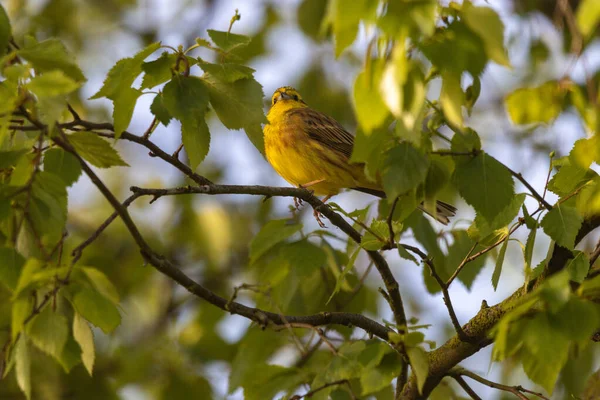 Вибірковий Фокусний Постріл Жовтогарячого Молотка Emberiza Citrinella Гілці — стокове фото