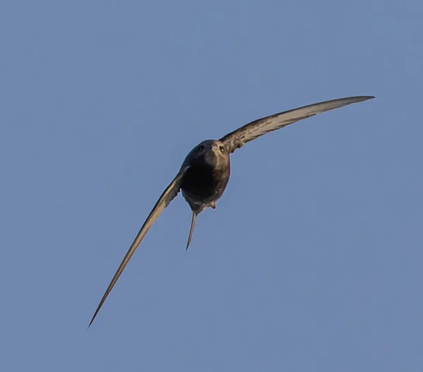 A gray swift bird soaring through the pale, clear blue sky on a sunny day