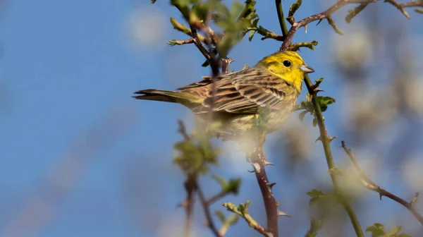 Une Mise Point Sélective Oiseau Jaune Mignon Debout Sur Des — Photo