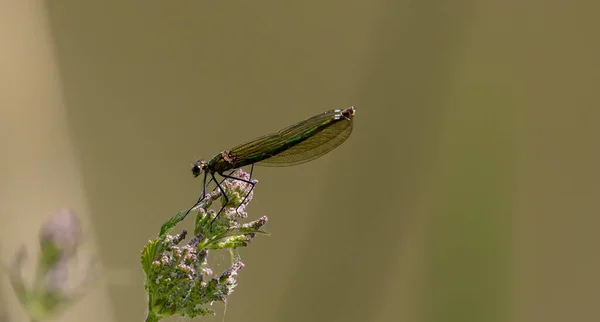 Una Libélula Pie Sobre Una Planta Frondosa Con Flores Púrpuras — Foto de Stock