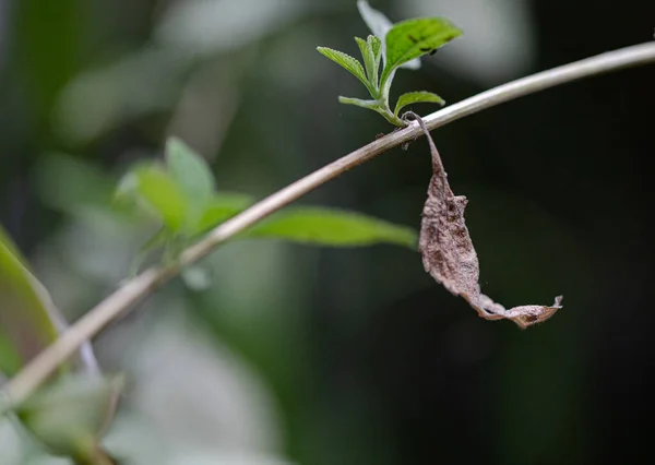 Selektiv Inriktning Ett Torkat Blad Gren Mot Suddig Bakgrund — Stockfoto