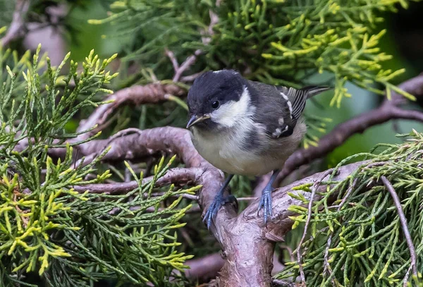 Selective Focus Shot Cute Tit Bird Standing Young Tree Wiry — Stock Photo, Image