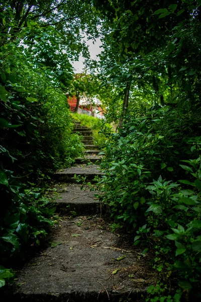 Natural View Pathway Leading Rural House Thick Vegetation Both Sides — Stock Photo, Image