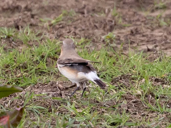 Pájaro Marrón Saltando Por Suelo Campo Soleado Con Escasas Parcelas —  Fotos de Stock