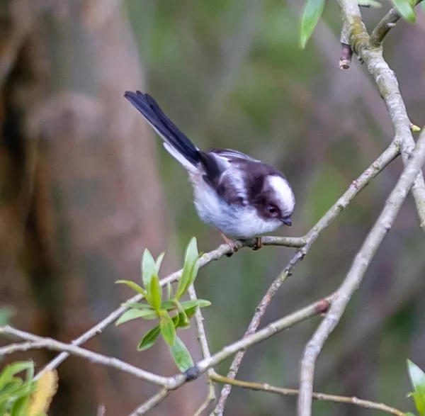 Een Dik Vogeltje Met Een Lange Staart Dunne Boomtakken Een — Stockfoto