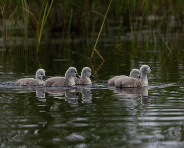 Μια Ομάδα Χαριτωμένων Κύκνων Μωρό Κολύμπι Μια Πράσινη Λίμνη Αντανακλάσεις — Φωτογραφία Αρχείου