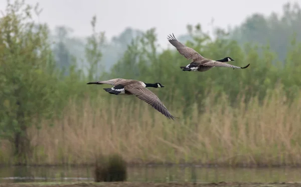 一对加拿大大雁在沼泽地里的湖面上飞翔 背景模糊 — 图库照片