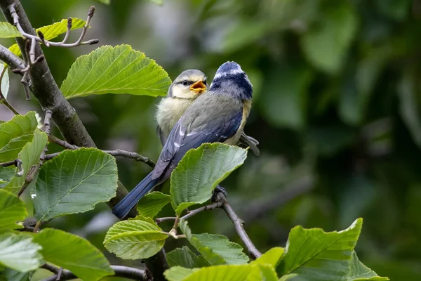 Blue Tit Warbler Arguing Sunny Garden Two Birds Chirping Each — Stock Fotó