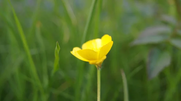 在朦胧的背景下 在草地上 一张小小的黄色蝴蝶花的特写照片 — 图库照片