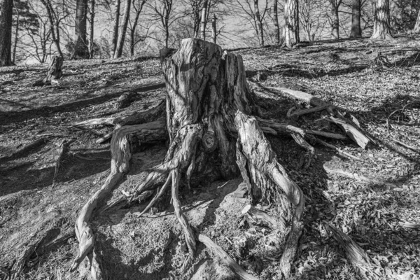 Gri Tonda Bir Ağaç Gövdesinin Ortaya Çıkan Köklerinin Seçici Odak — Stok fotoğraf