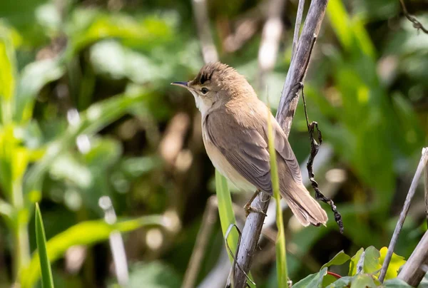 Pássaro Eurasian Bonito Blackcap Que Está Galho Árvore Jardim Ensolarado — Fotografia de Stock