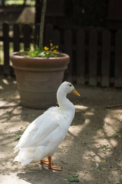 一只孤独的白鸭在模糊的背景下的垂直镜头 — 图库照片