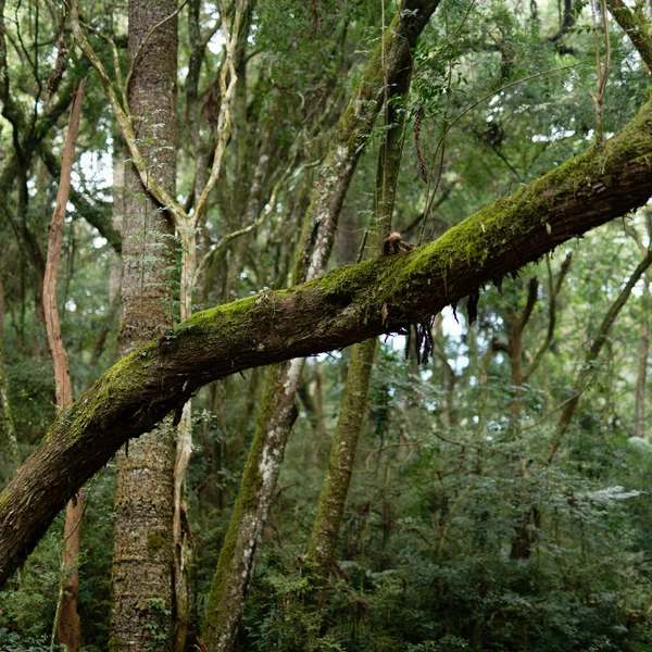 Foco Seletivo Uma Árvore Coberta Musgo Verde Parque Barigui Curitiba — Fotografia de Stock
