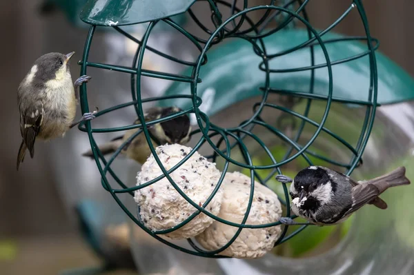 Ein Paar Grasmücken Hängen Den Grünen Metallstangen Einer Vogeltränke Einem — Stockfoto