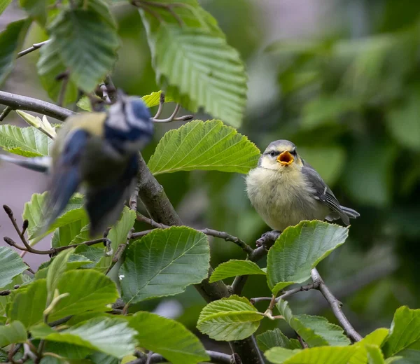 Selective Focus Shot Cute Warbler Chirping Blue Tit Sunny Garden — Stok fotoğraf