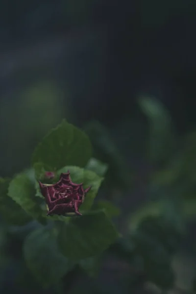 Plano Vertical Una Rosa Floreciente Sobre Oscuro Fondo Borroso — Foto de Stock